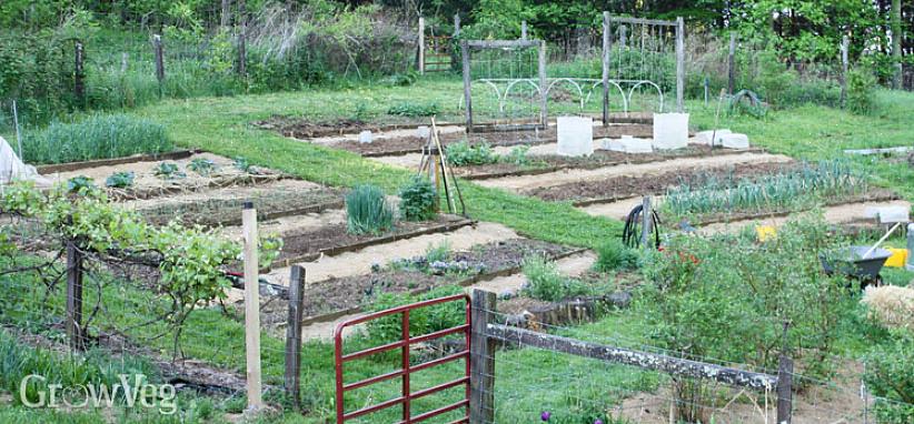 As melhores plantas para um declive são aquelas que têm sistema radicular extenso