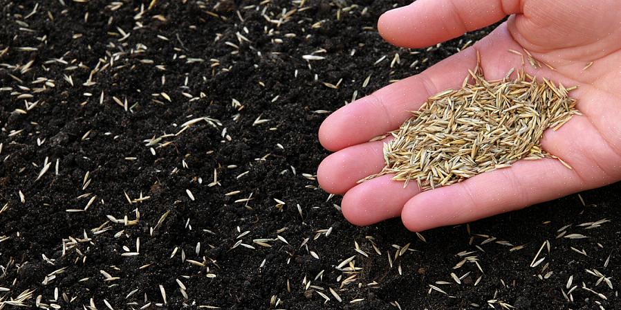 Você sempre pode ter um bom gramado plantando novas sementes quando a grama estiver quase adormecida