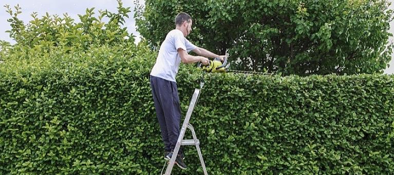 Se você se lembrar da aparência dos labirintos ou labirintos feitos de plantas nos jardins do castelo