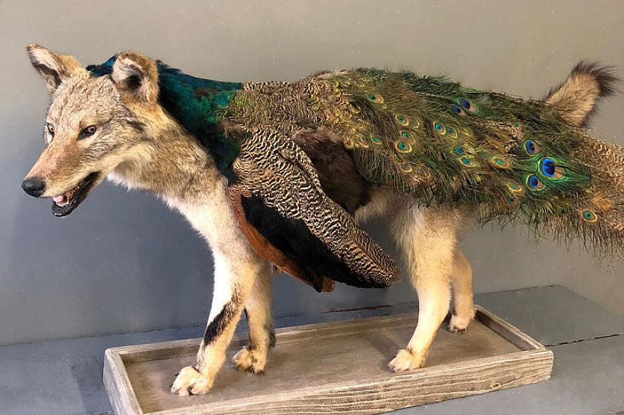 A taxidermia pode ser considerada um processo complicado