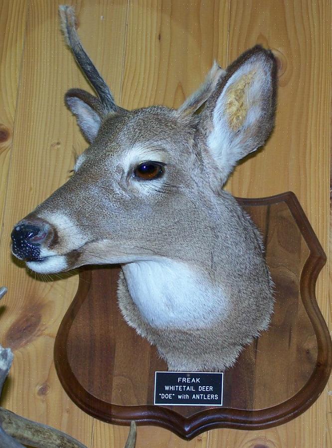 Se você estiver interessado em aprender como fazer taxidermia