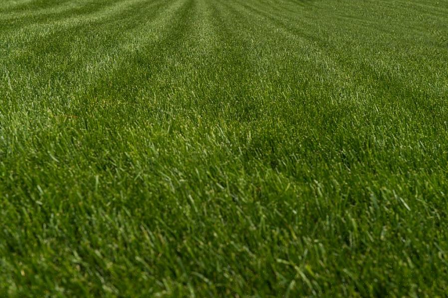 Se você está pensando em ter seu próprio gramado de festuca