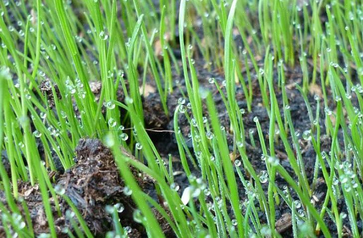 Ao colocar o gramado ou plantar as sementes da grama