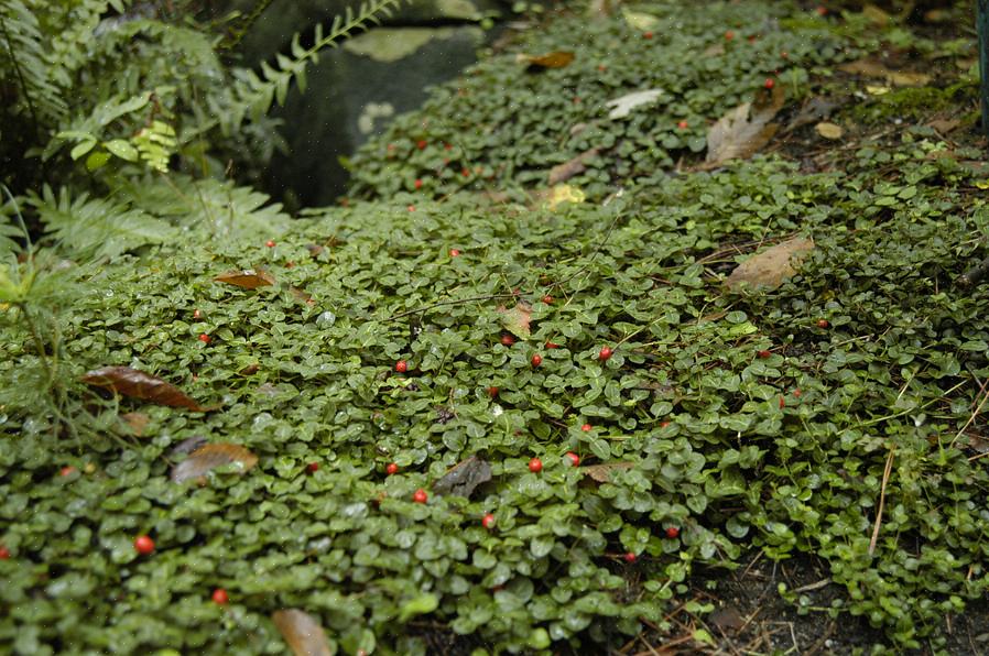 A partridgeberry precisa de solo úmido