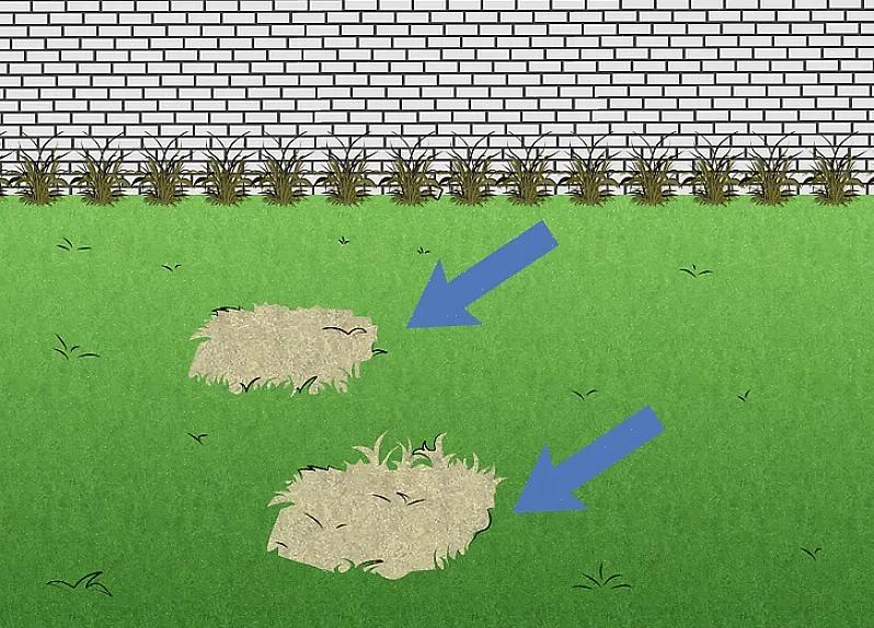 A urina de cachorro contém nitrogênio que causa manchas marrons de grama morta em seu gramado