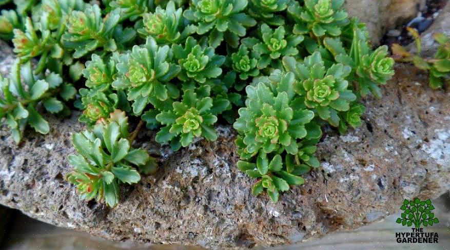 Sedum é uma planta com folhas suculentas que dá flores de várias cores - do branco ao amarelo