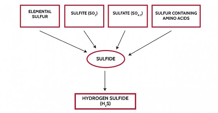 O sulfeto de hidrogênio é um composto químico freqüentemente produzido pela decomposição de materiais