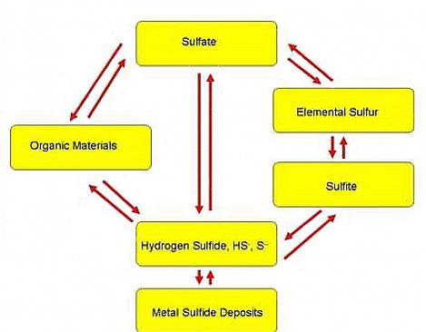 O sulfeto de hidrogênio é um composto fundamental no ciclo do enxofre