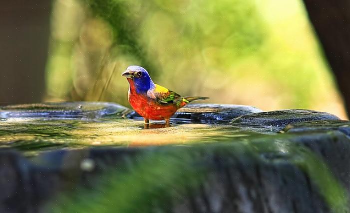 Para garantir ainda mais a estabilidade do habitat do seu pássaro