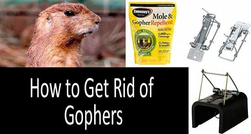 Você provavelmente tem pelo menos um gopher residindo em sua propriedade