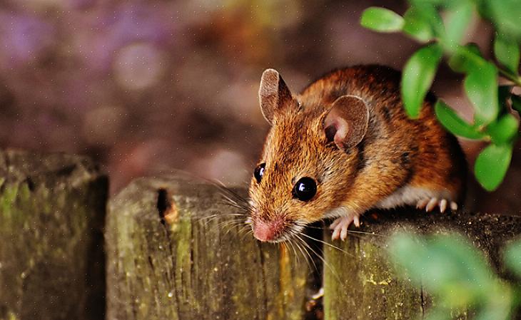 Se você quiser usar cola ou armadilhas de rato instantâneas