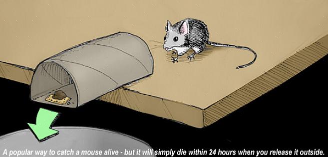 Para se livrar do mouse em sua casa