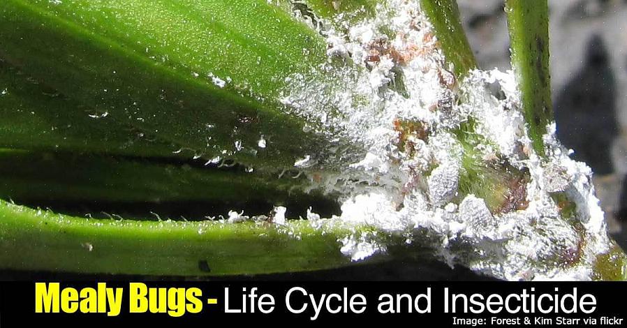 Mealybugs são propensos a infestar plantas em climas quentes