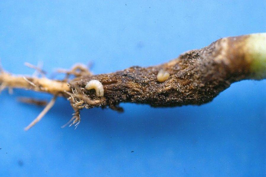 Permitir que os insetos se alimentem naturalmente de larvas de raízes é uma forma garantida de prevenir