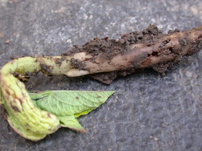 É uma boa maneira de controlar as larvas das raízes