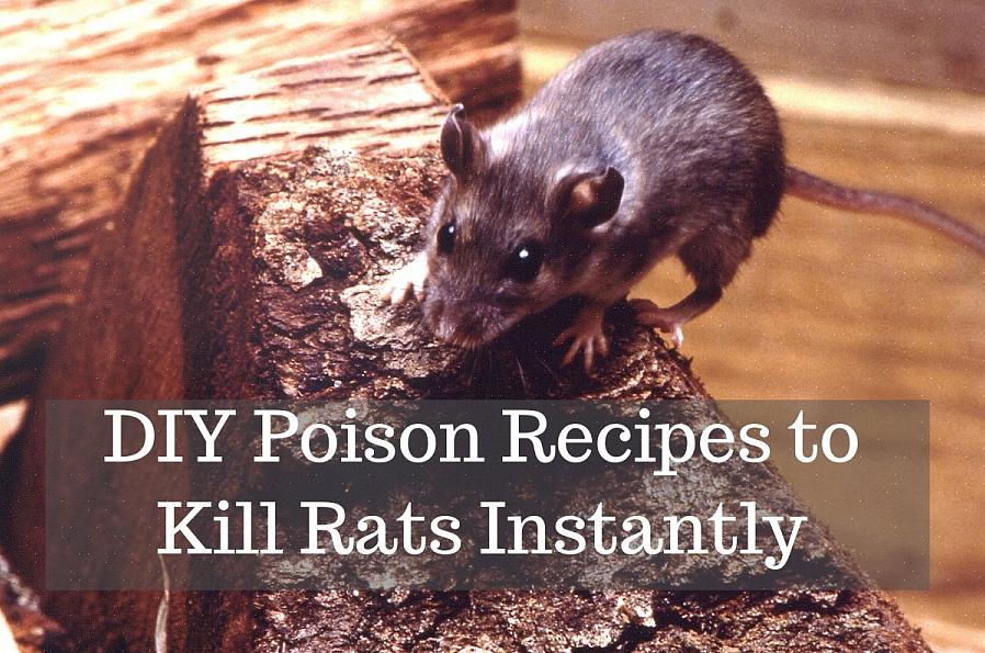 Aqui estão as dicas que você pode seguir se quiser descartar o veneno de rato de maneira adequada