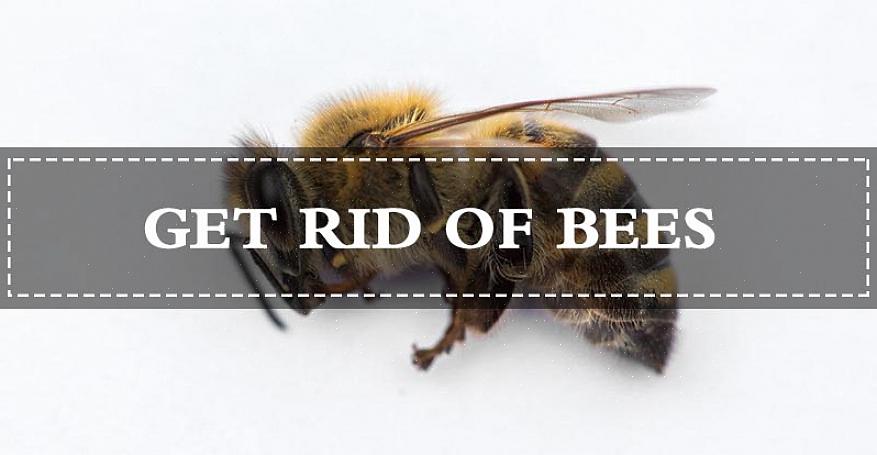 A remoção das abelhas pode ser feita com eficácia