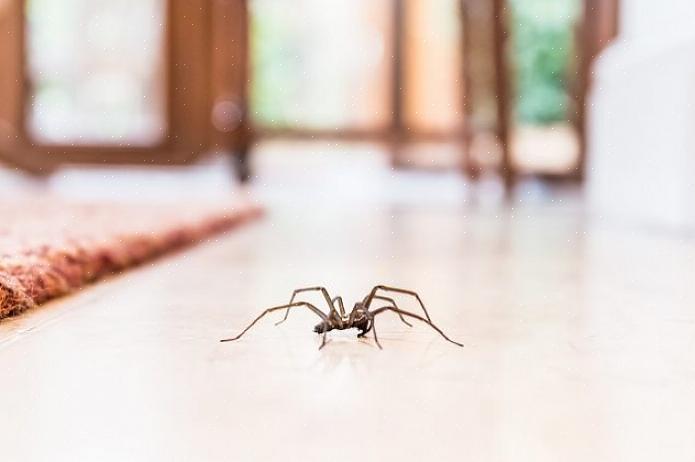 As aranhas ajudam muito na eliminação de outras pragas domésticas