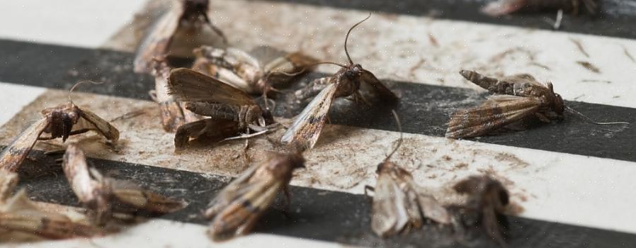 Os dois tipos de mariposas com os quais as pessoas precisam estar atentas são as roupas