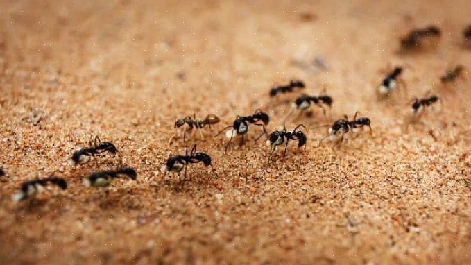 Se as formigas provaram ser contra os meios naturais