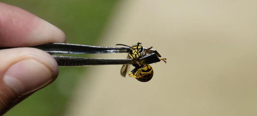 Livrar-se das abelhas pode ser uma tarefa complicada - especialmente quando você tem uma colmeia