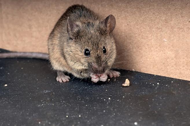 Outro alimento humano eficaz para se livrar dos ratos do campo é o purê de batata