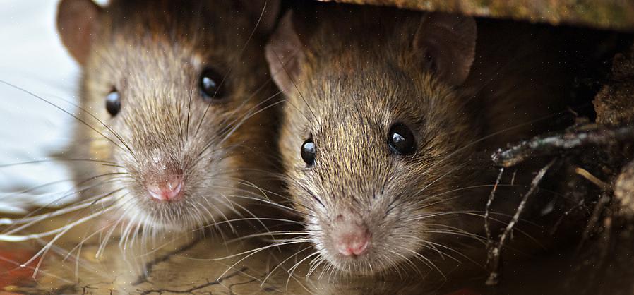 Suas chances de ratos entrarem em sua casa são mínimas