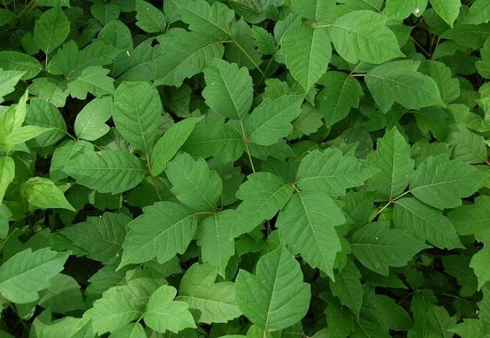 As plantas de carvalho venenoso têm folhas com formato semelhante ao das folhas de carvalho