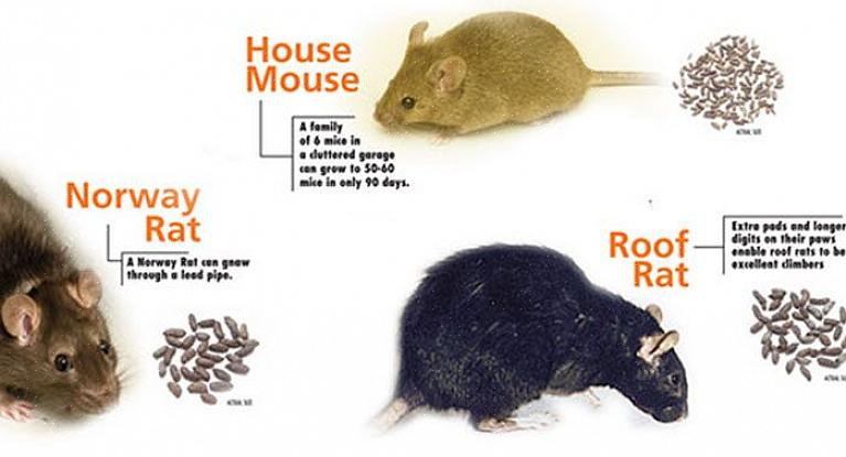 Coloque essas armadilhas para ratos perto dos pontos de entrada