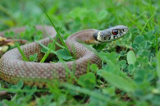 Pegue-a usando uma pinça de cobra