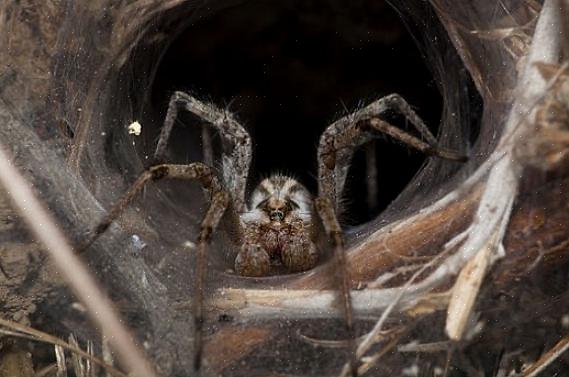 Borrife repelente de aranha nas áreas onde as aranhas têm maior probabilidade de se instalar