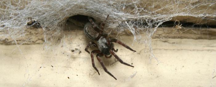 Visto que as aranhas se alimentam desses insetos