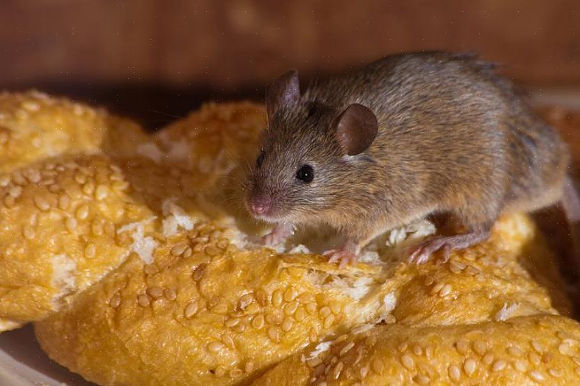 Trapping é uma boa maneira de lidar com o problema do mouse