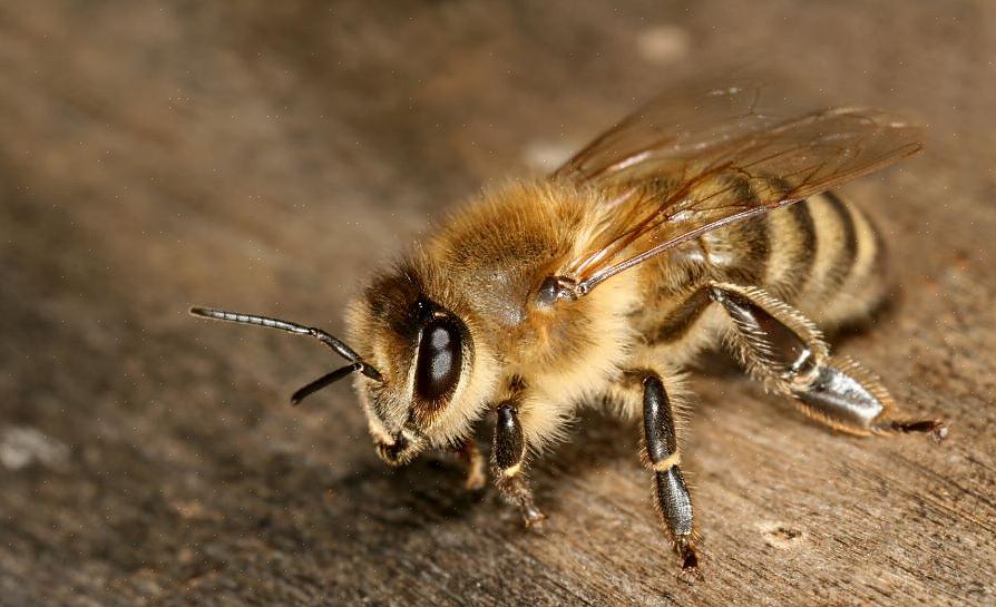 Alguns são alérgicos a picadas de abelha ou picadas de insetos em geral