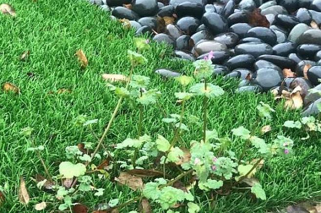 As ervas daninhas do Henbit são um incômodo anual nos jardins na maior parte da Europa