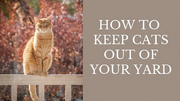 Aqui estão algumas maneiras de desencorajar os gatos de se tornarem incômodos em seu jardim