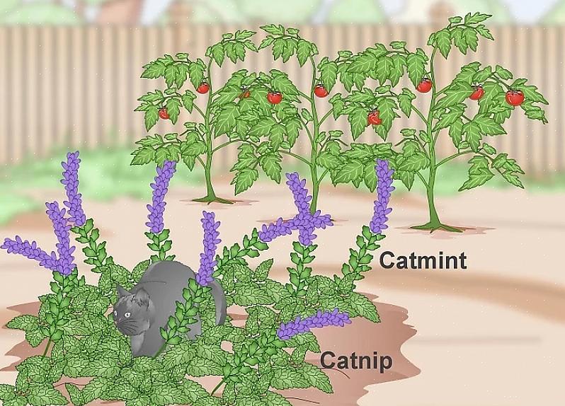 Seu cheiro em seu jardim deve afastar outros gatos