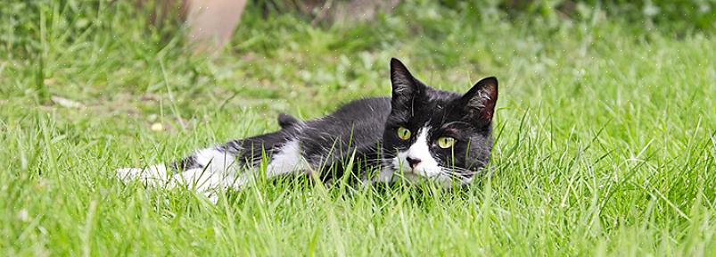 Você pode aprender alguns truques para manter os gatos vadios longe