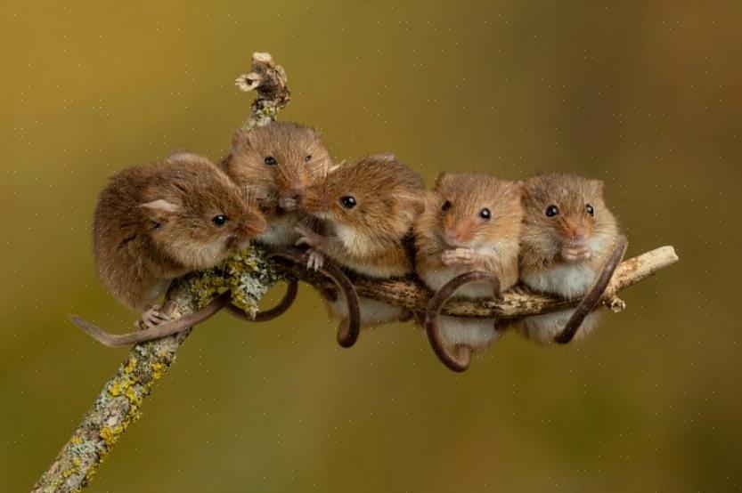 Os ratos do campo podem parecer bonitos