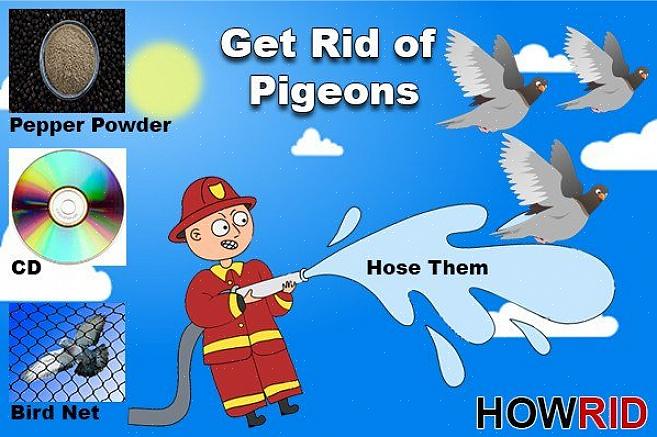 Existem diferentes métodos que você pode usar para manter os pombos longe do telhado de sua casa