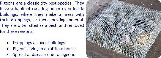 Coloque pontas de metal ou plástico no telhado ou na área da casa onde os pombos costumam pousar