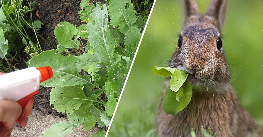 Você não deve permitir que os coelhos se aproximem de sua horta