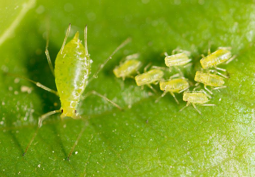 As folhas de suas plantas se enrolarão para dentro