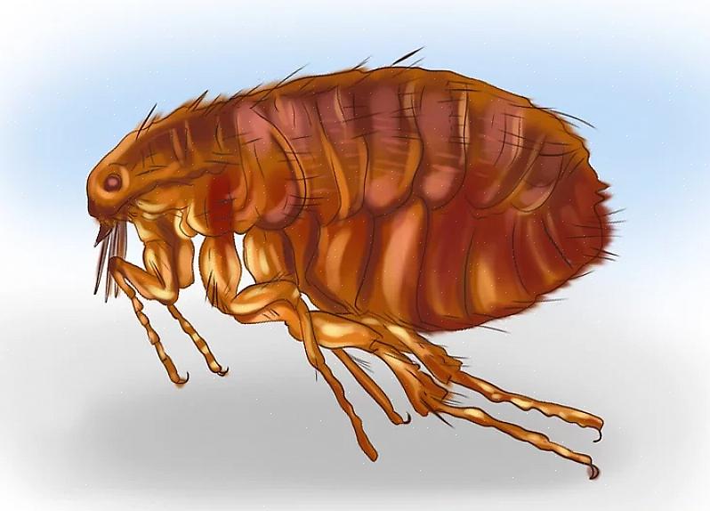 A boa notícia é que há uma miríade de remédios para matar as pulgas em qualquer lugar onde se aninham