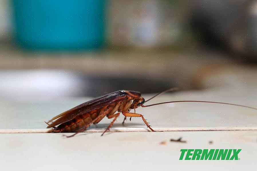 Que é muito eficaz para ajudar a matar baratas alemãs