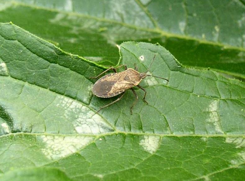 Uma boa maneira de se livrar das pulgas organicamente é borrifar solo de diatomáceas no quintal