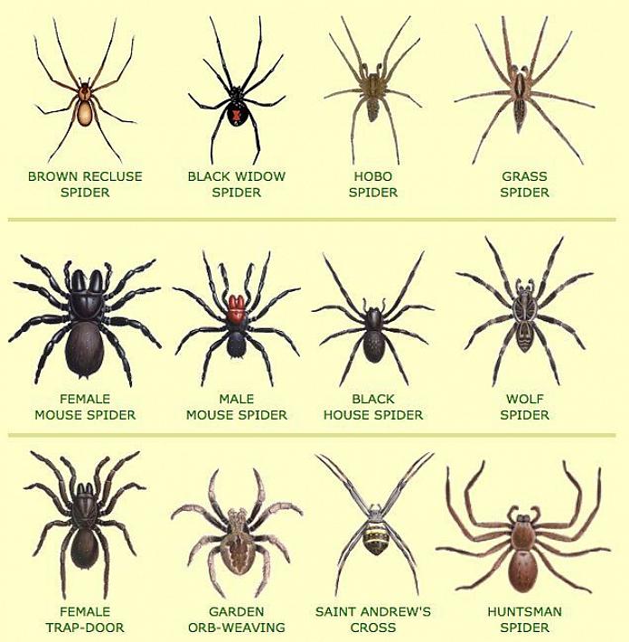 Os efeitos da picada de uma aranha podem matá-los