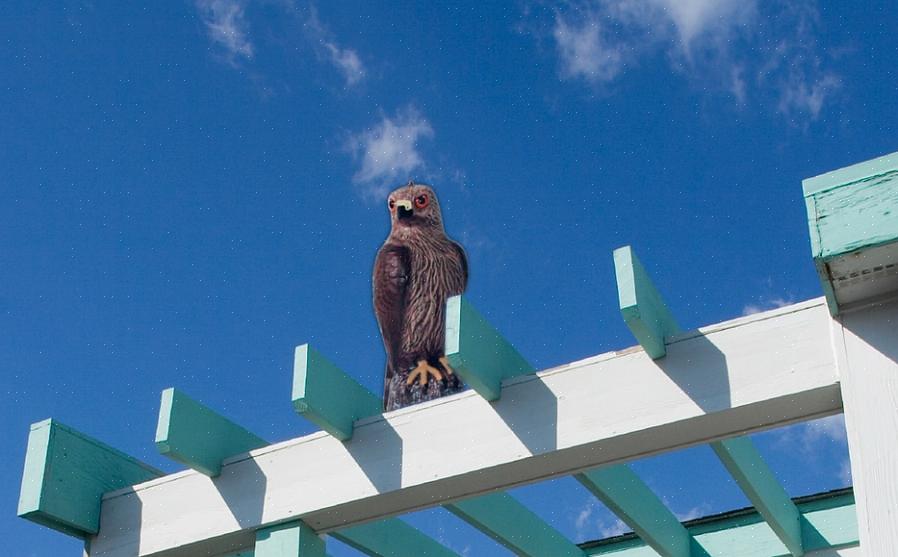 Os pássaros evitarão empoleirar-se nessas árvores