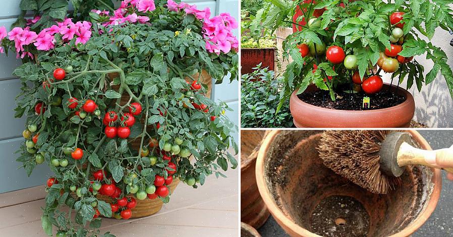 Você precisa de um bom solo para cultivar tomateiros