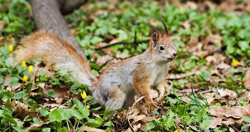 Sua armadilha de esquilo deve ser colocada em árvores para o ambiente certo para capturar o esquilo